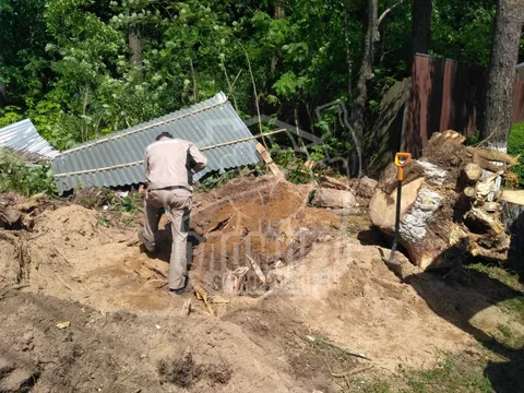 Корчевание большой сосны